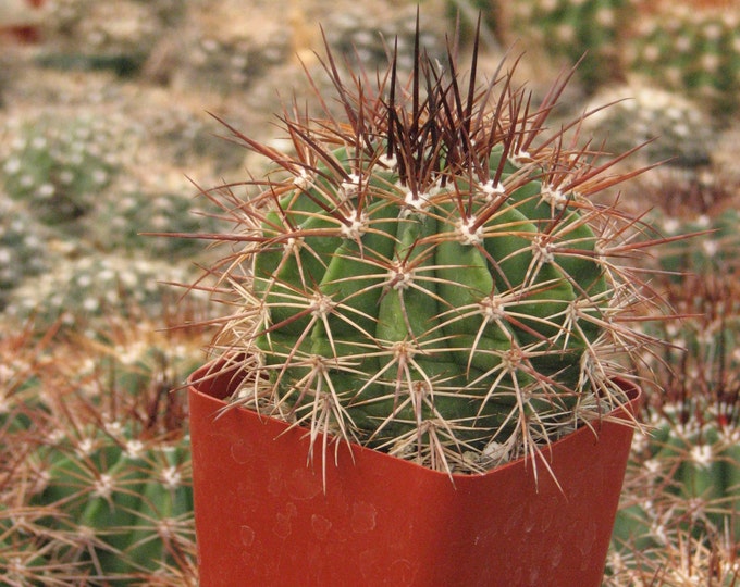MeloFerrophilus Cactus Plant