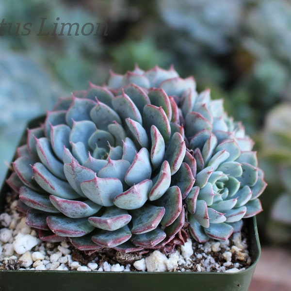 Echeveria Minima Succulent Plant