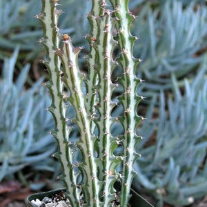 Euphorbia Knuthii Succulent Plant New crop
