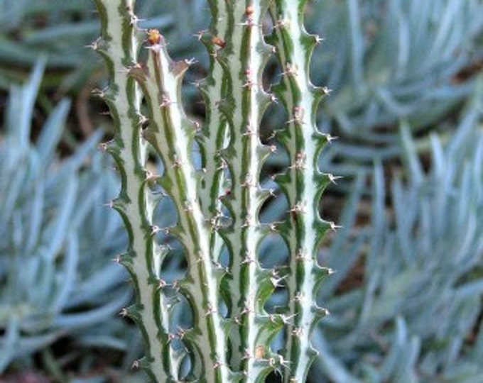 Euphorbia Knuthii Succulent Plant