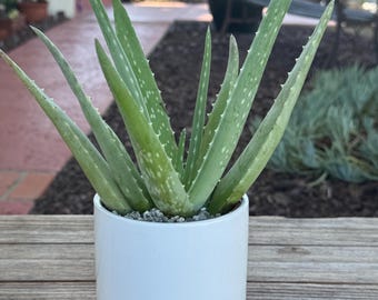 Aloe Vera Medicine Barbadensis Miller Succulent Plant in ceramic white pot