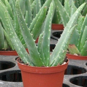 Aloe Vera 2 Medicine Succulent Plants