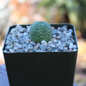 Euphorbia Obesa Baby Succulent Plant