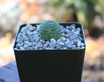 Euphorbia Obesa Baby Succulent Plant