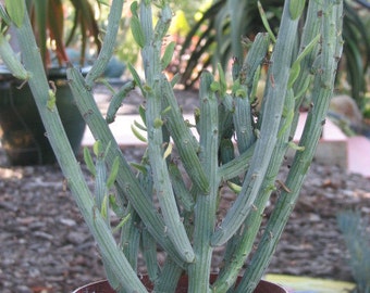 Seneccio Anteuphorbium Succulent Plant