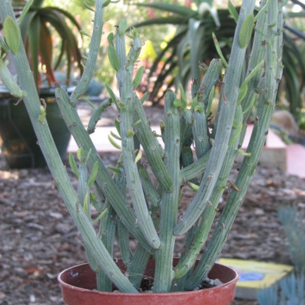 Seneccio Anteuphorbium Succulent Plant