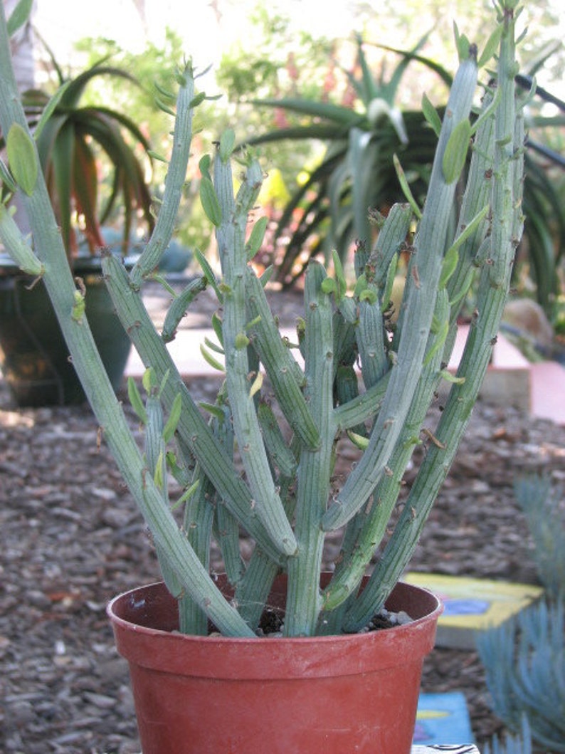 Seneccio Anteuphorbium Succulent Plant image 1