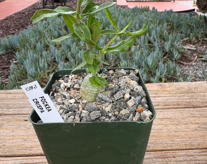 Fockea Crispa Suculent  Plant caudex plant