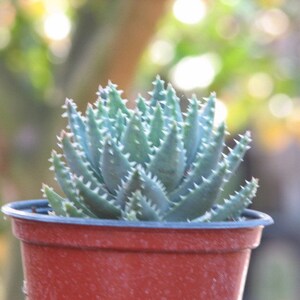 Aloe Breviflora Succulent Plant