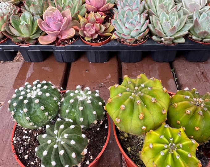 Duo Echinopsis Fuzzy Cactus Plant clumping