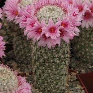 Mammillaria Fraileana Cactus Plant image 1