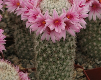 Mammillaria Fraileana Cactus Plant, not flowering yet