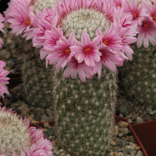 Mammillaria Fraileana Cactus Plant