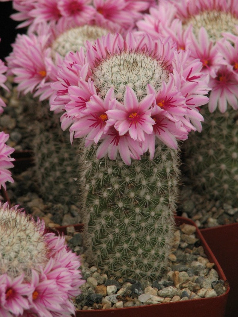 Mammillaria Fraileana Cactus Plant image 1