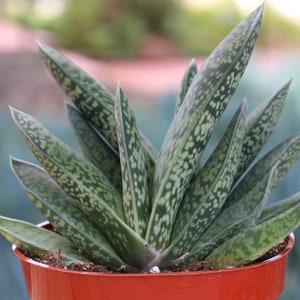 Gasteria Variegated Succulent Plant image 2