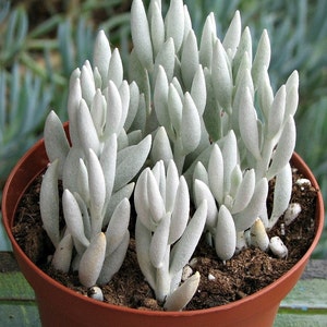 Seneccio white  Succulent Plant