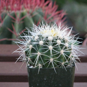 Echinocactus grusonii white spines