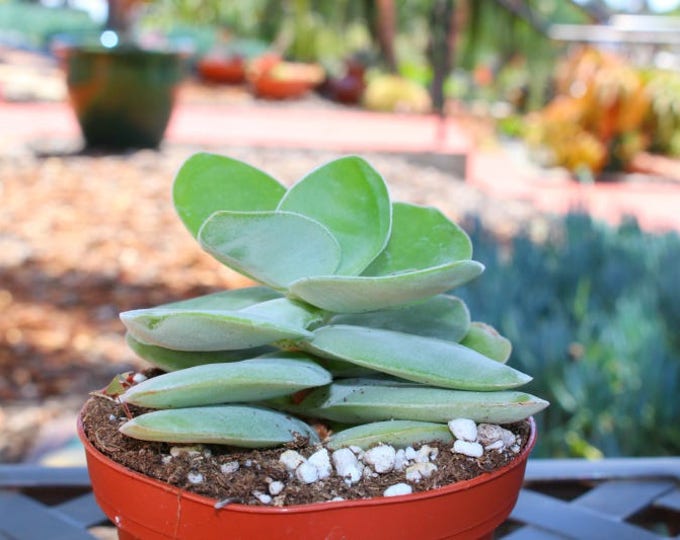 Crassula Toms Pagoda Succulent Plant