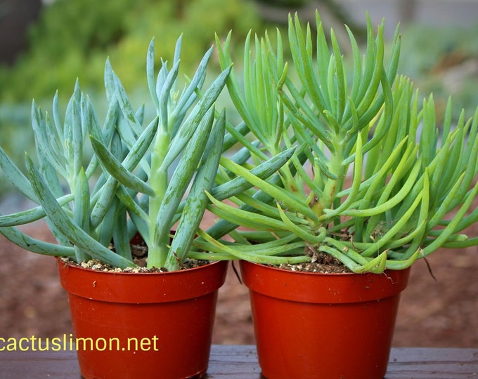 Seneccio Duo Green -  Blue Succulent Plant