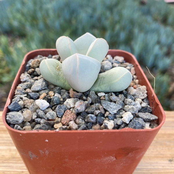 Lapidaria Margarethae Succulent Plant, potted small plant