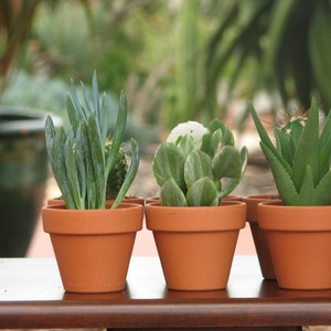 May include: Four small terracotta pots with different types of succulents. The pots are arranged in a row on a wooden surface.
