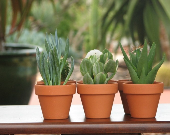 Mini Succulents in Terracotta Pots, Wedding Party Favors