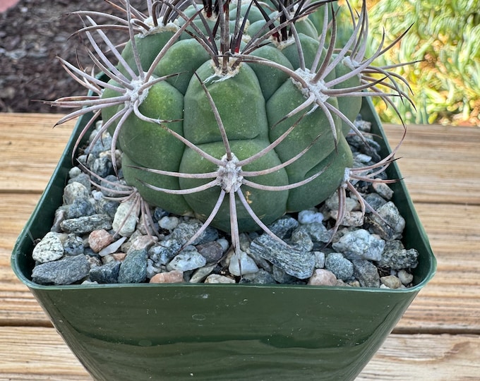 Gymnocalycium Planfzii Cactus Plant