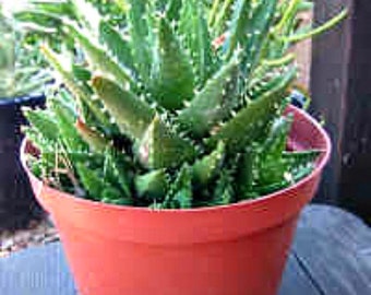 Aloe Nobilis Clump Succulent Plant