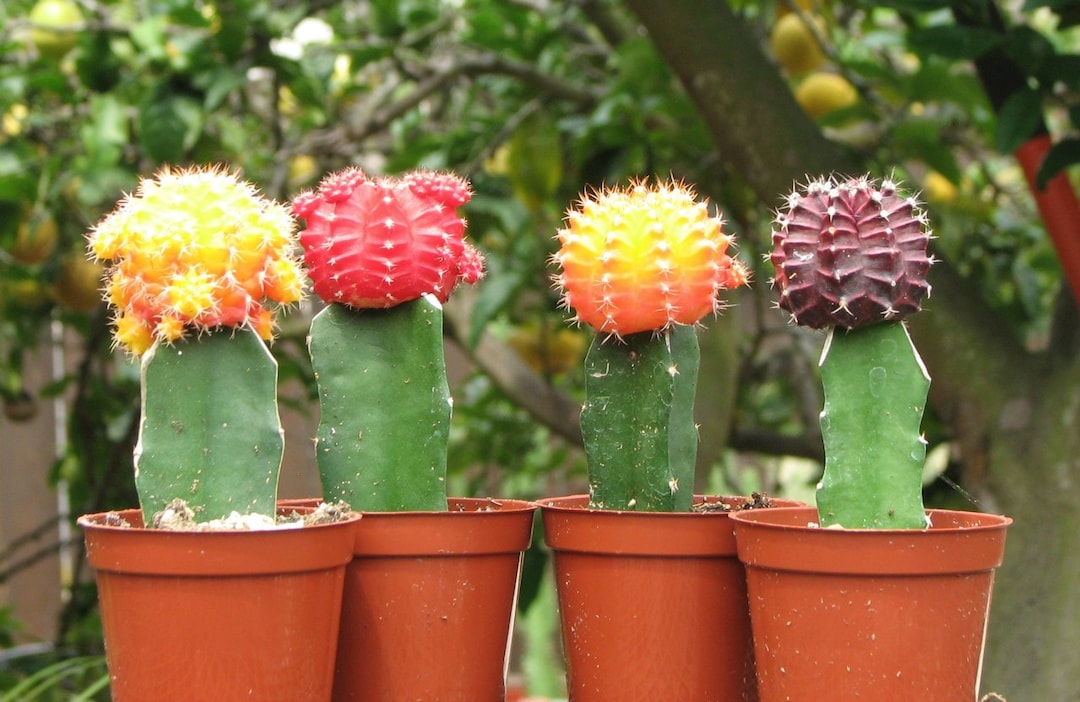 qeeboo cactus Cactus Design Chair | Qeeboo Filicudi main image 0