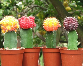 Grafted Colorful three Moon Cactus Collection