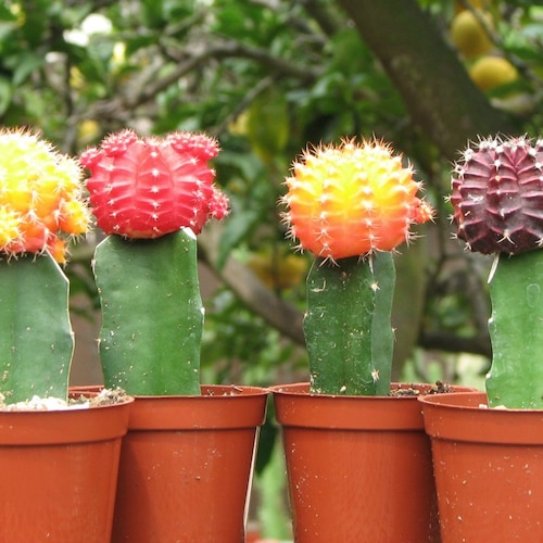 Grafted Colorful three Moon Cactus Collection