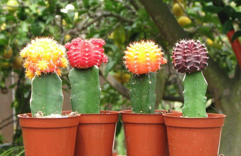 Grafted Colorful three Moon Cactus Collection image 1