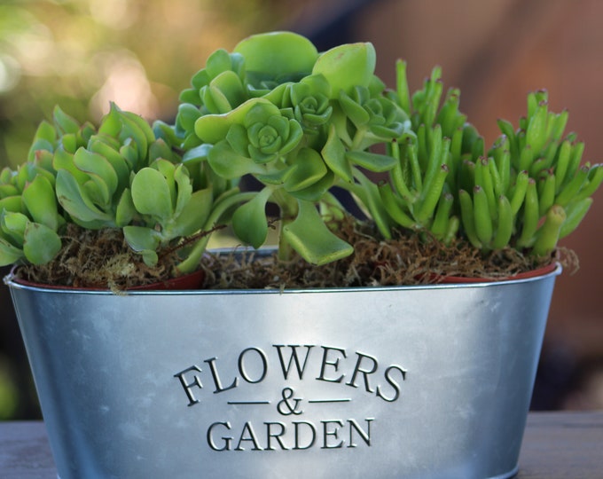 Gift Planter Metal Green Succulents Flowers and Garden, Gift Plant, Succulent Arrangement