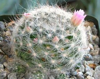 Mammillaria Glassii Cactus Plant