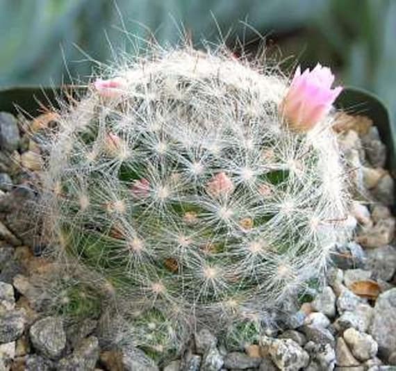 Mammillaria Glassii Cactus Plant