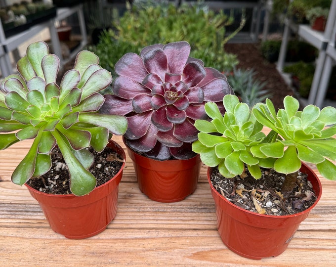 Aeonium Set Three Succulent Plants