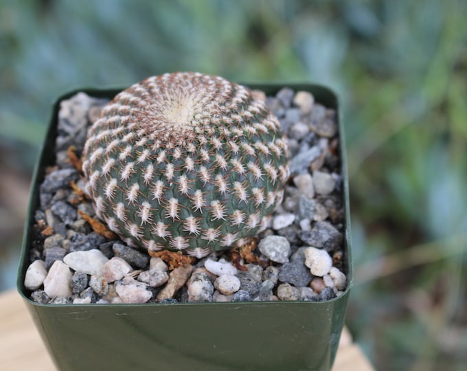 Sulcorebutia Arenacea Cactus Plant - Potted 4 Inch