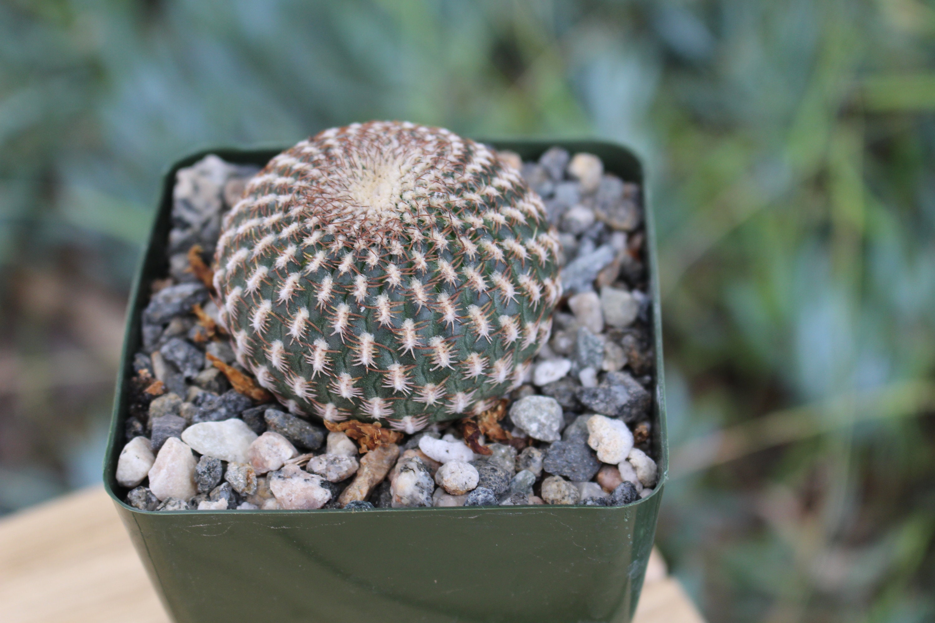 Sulcorebutia Arenacea Cactus Plant potted cactus plant