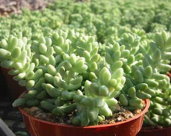 Sedum Donkey Tail  Succulent Plant 4 inch pot