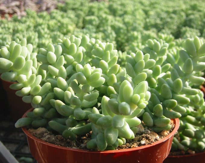Sedum Donkey Tail  Succulent Plant 4 inch pot