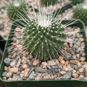 Mammillaria Spinossisima Un Pico Cactus Plant
