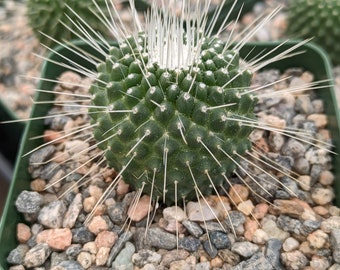 Mammillaria Spinossisima Un Pico Cactus Plant