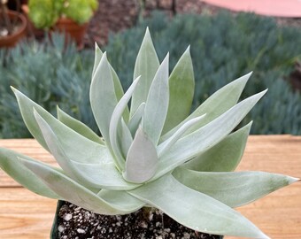 Dudleya Brittonii Giant Chalk Plant, succulent plant