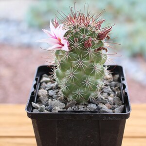 Mammillaria Fraileana Cactus Plant image 2