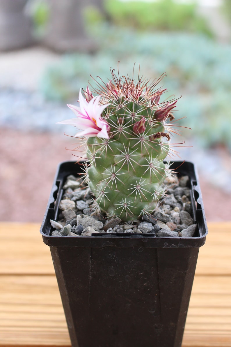 Mammillaria Fraileana Cactus Plant image 2