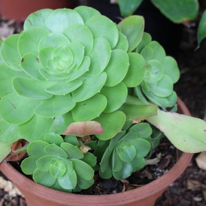 Aeonium  Urbicum Saucer Clumping Plant Succulent, landscape Special