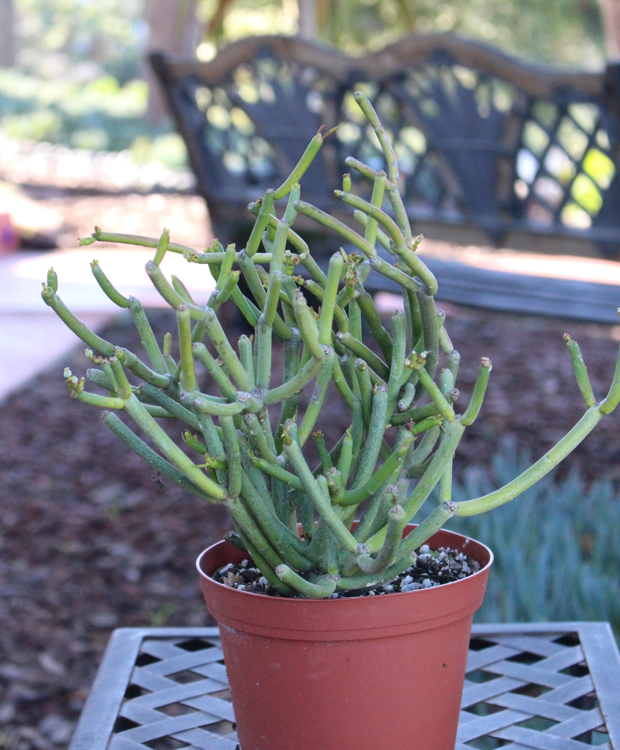 Pencil Cactus - Etsy Pencil Cactus - Etsy