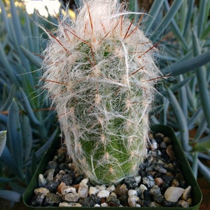 Orocereus Trollii Cactus Plant