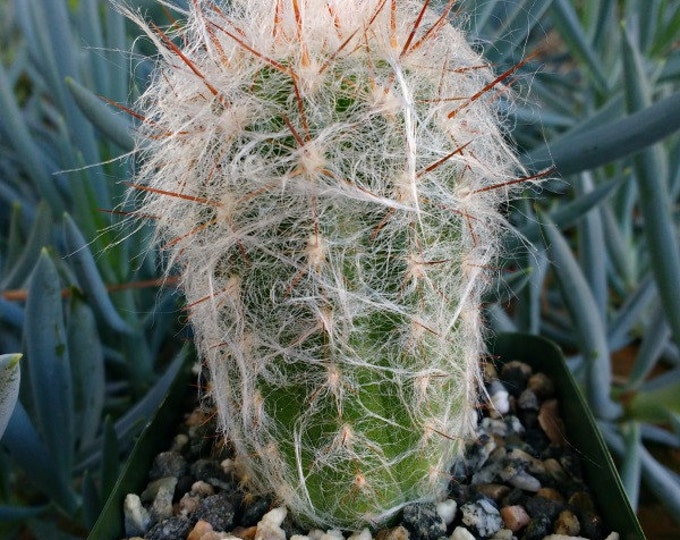 Orocereus Trollii Cactus Plant