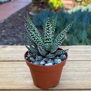 May include: A small potted succulent plant with green leaves and white spots. The plant is in a brown plastic pot with small rocks around the base.